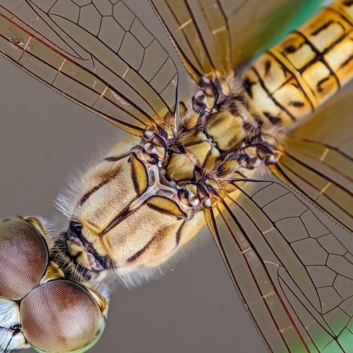 The Dragon fly