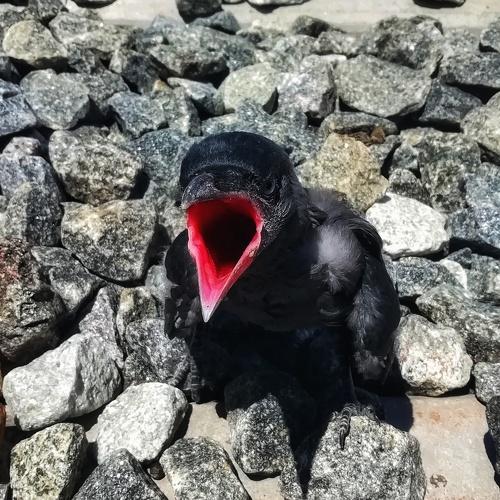 Photo #4717526