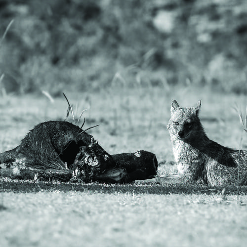 Фотография #4718042