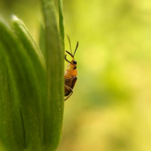 Macro