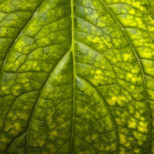 Photo #4718199
