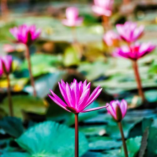 Nature's beauty