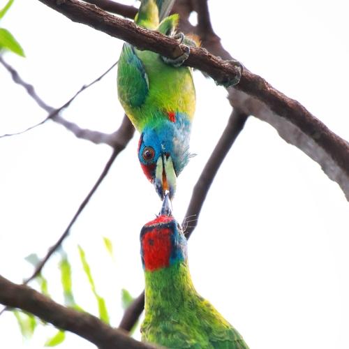 Photo #4718604