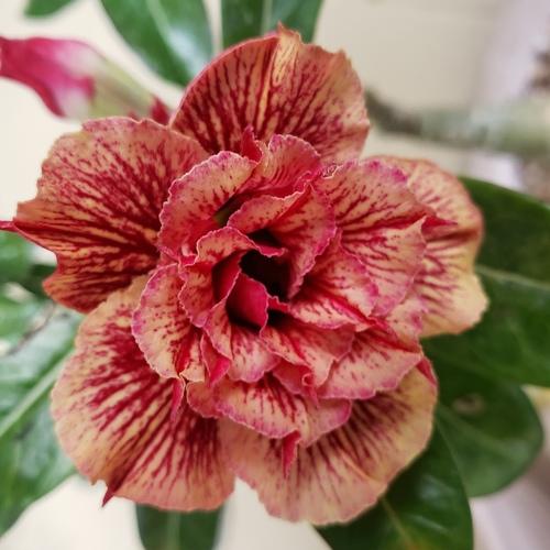 Seed grown dessert rose