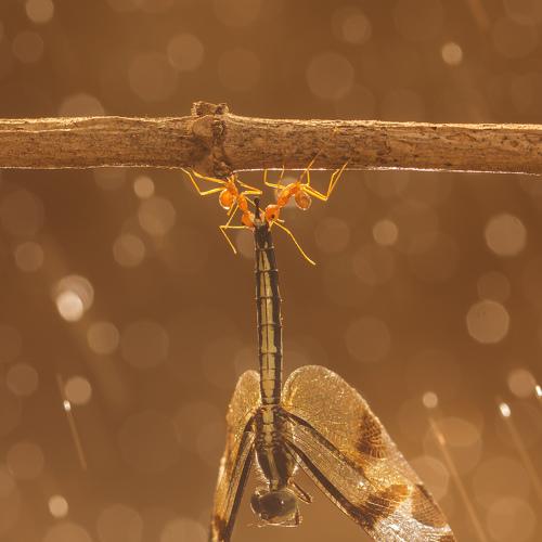 Photo #4719902