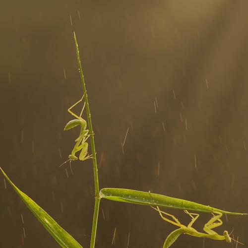Photo #4719903