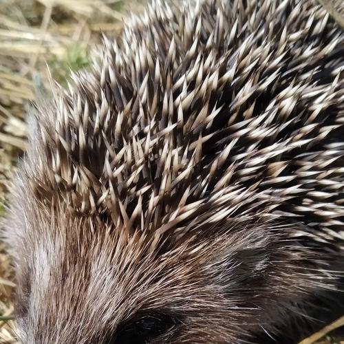 Photo #4720525