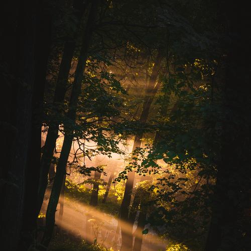 Photo #4720654