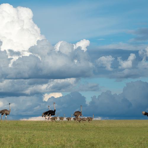 An Ostrich family was moving in the open savananna.