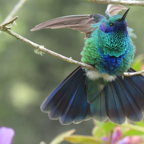 Humming.