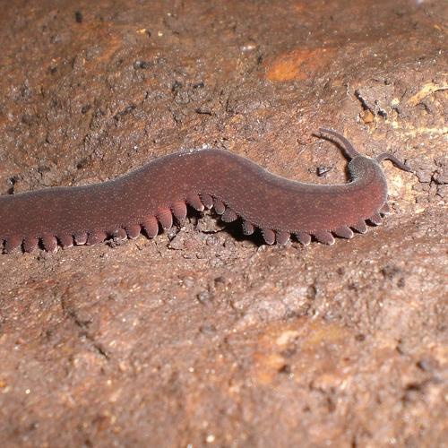 Living fossil.