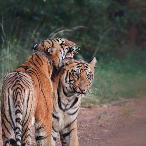 Mom's Love