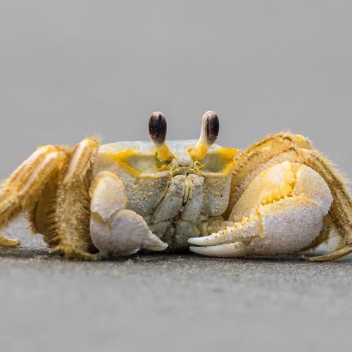 Ghost Crab on the National Seashore