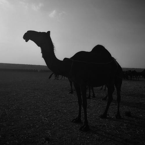 Camelway