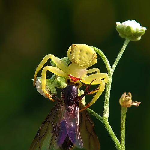 Predator & Prey of Macro World.