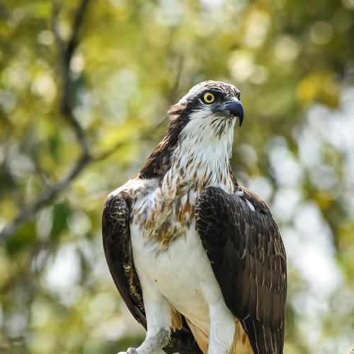 Keep your eyes open and talons ready