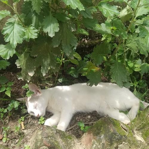 Photo #4723165