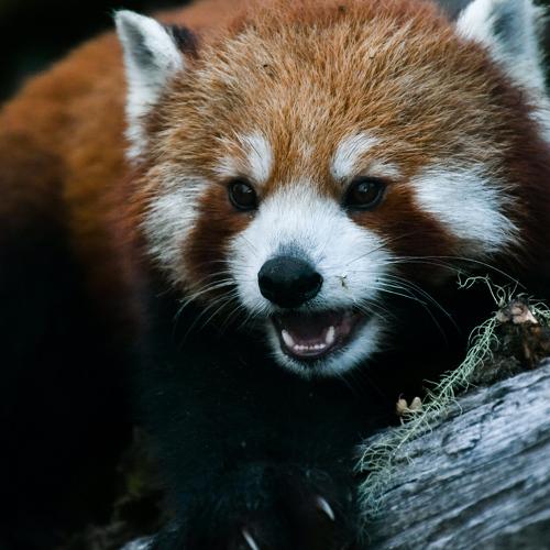 Red Panda
