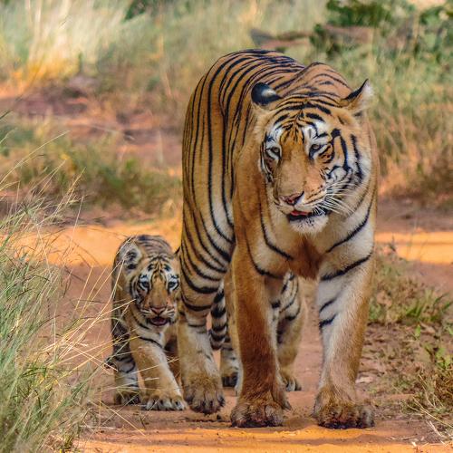 WHEN MOTHER IS MY LEADER