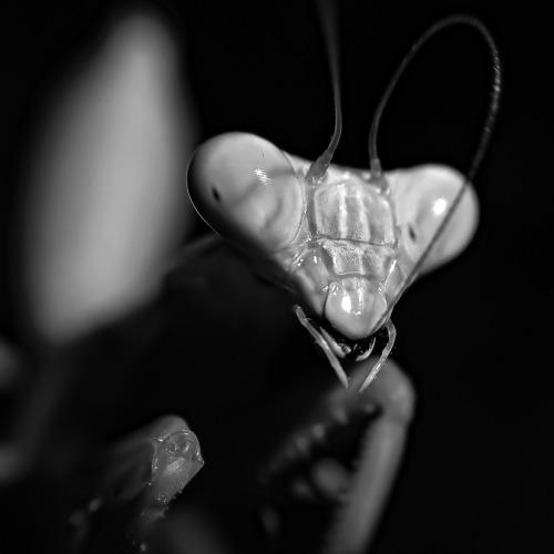 Praying Mantis in BnW