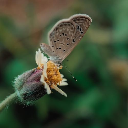 ButterflyXFlower