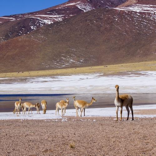 Vicuñas en el Altiplano