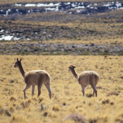 Photo #4726047