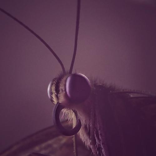 Photo #4726302