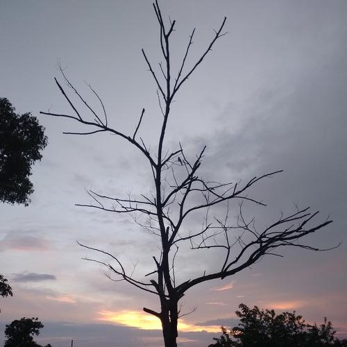 Alone bird on branch of tree without leaf