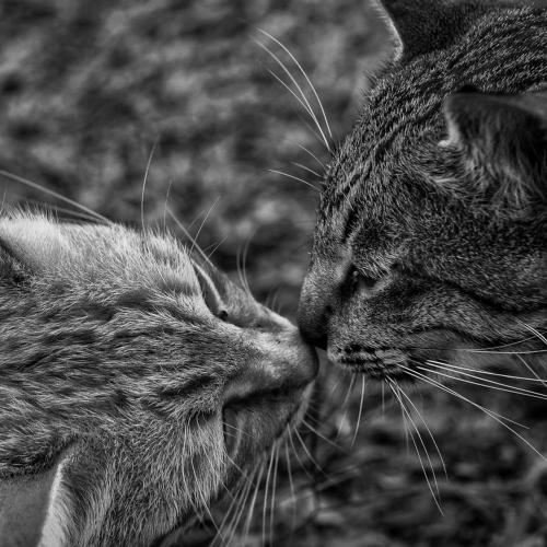 Photo #4726468