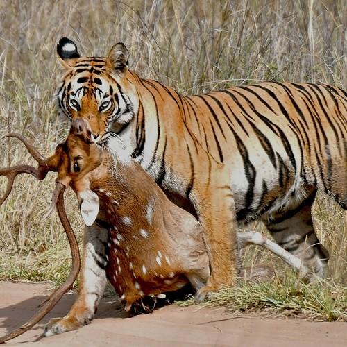 Фотография #4726641