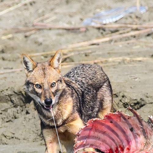 Photo #4726702