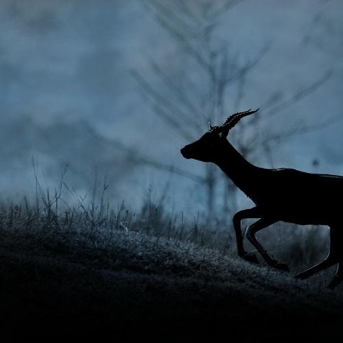 Photo #4726894