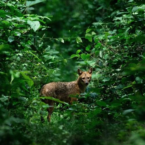 Photo #4726902