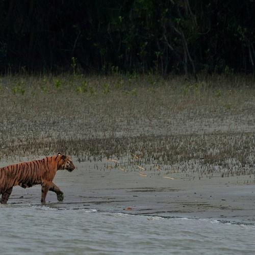 Photo #4726911