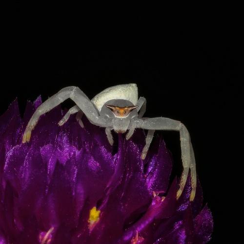 Photo #4726924