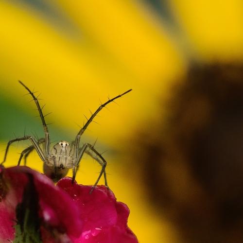 Photo #4726932