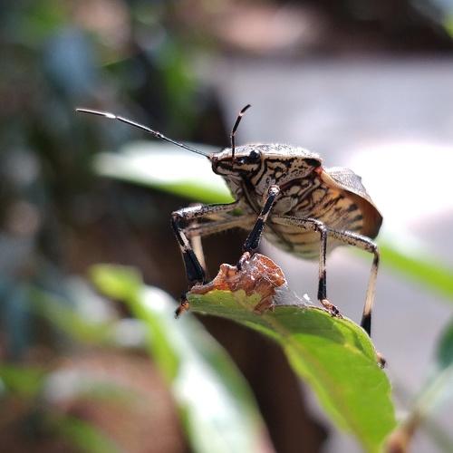 Photo #4726971