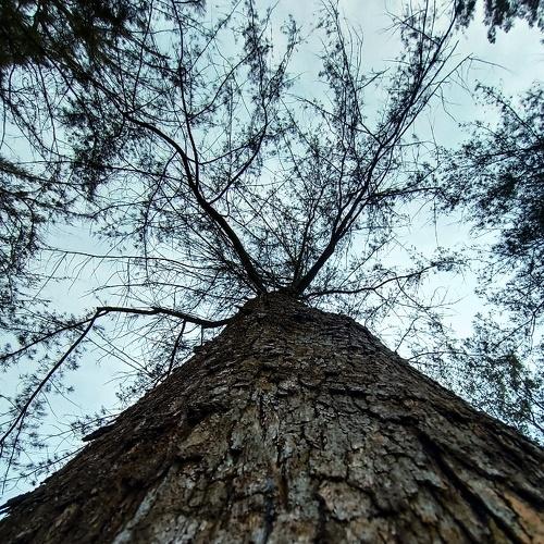 Tree of Life