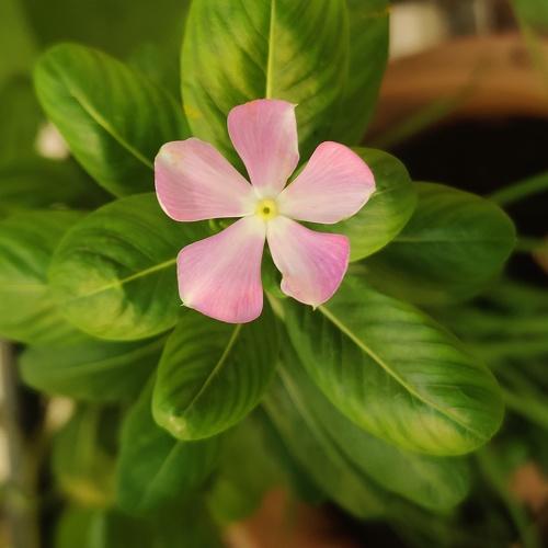 Photo #4727646