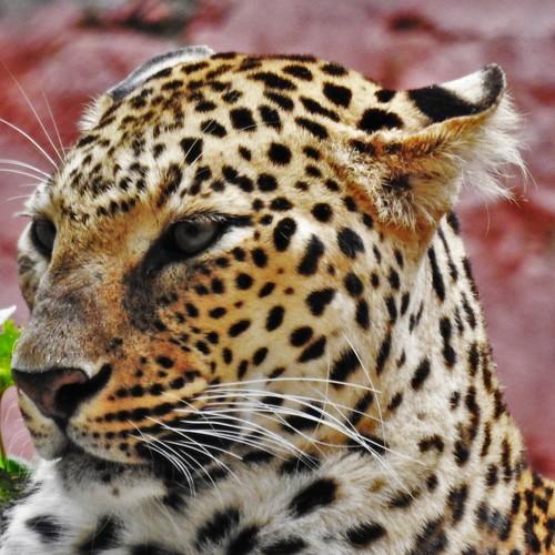 Photo #4727817