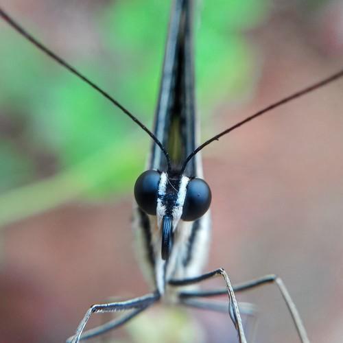 Photo #4728902