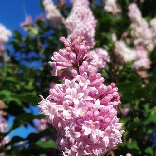 Photo #4729415