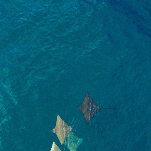 Photo #4729500