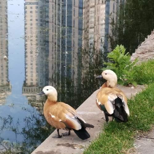 Photo #4729648