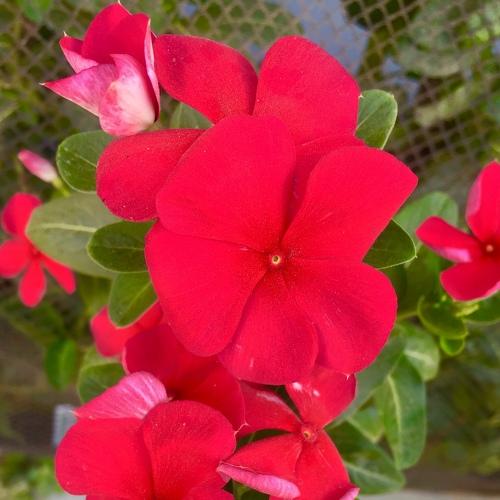 Photo #4730028