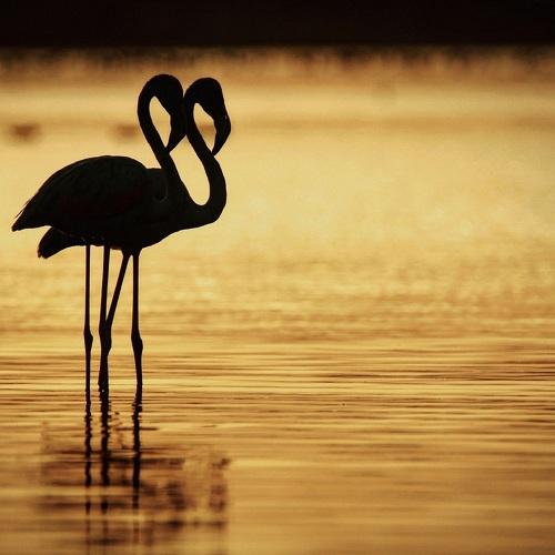 the dawn pair
