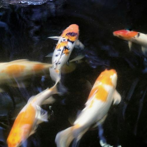 Photo #4730950