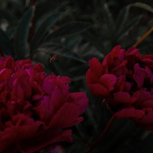 Photo #4731375
