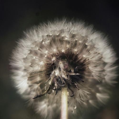 Photo #4731912